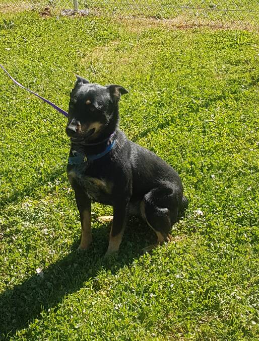 Searching for a family: Tilly, the loyal, playful and affectionate Kelpie is still searching for her forever home. Can you help? Photo: Taylor Jurd

