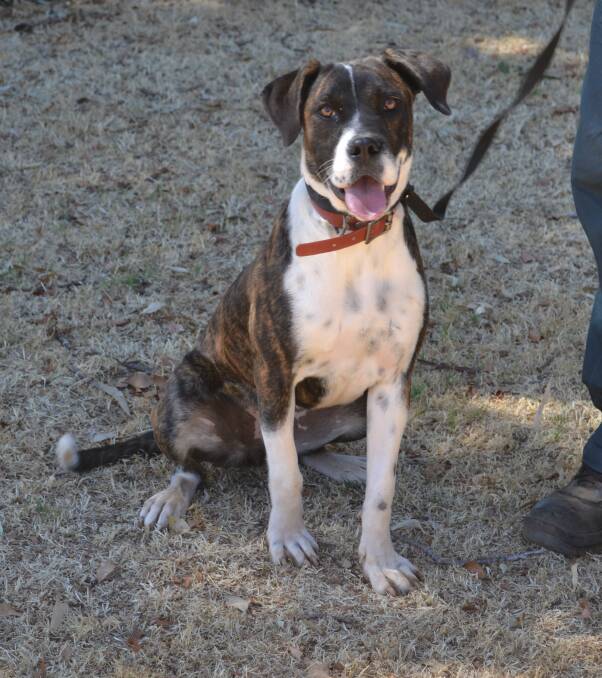 Pet adoption: Chelsea is a nine-month-old, female Boxer cross. Her coat is brindle and white. She is in need of a kind and caring family. Photo: Taylor Jurd