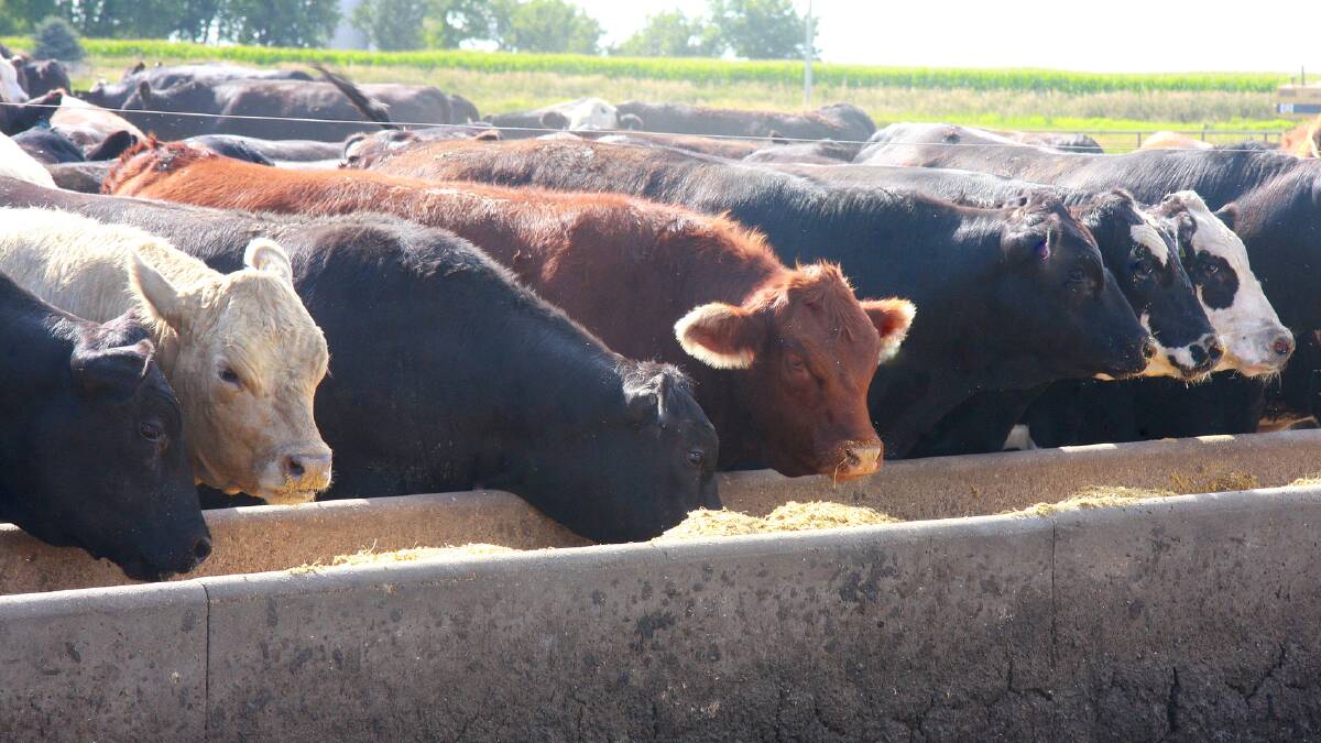 CATTLE MOVES: Gina Rinehart's expansion in the cattle market continues at pace with the purchase of a Southern Queensland feedlot, "Maydan". Photo: File