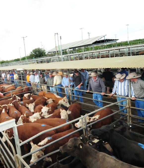 Stock and property: Beef was cheaper at Dubbo saleyards on Thursday with some of price drop being quality related. Photo: File