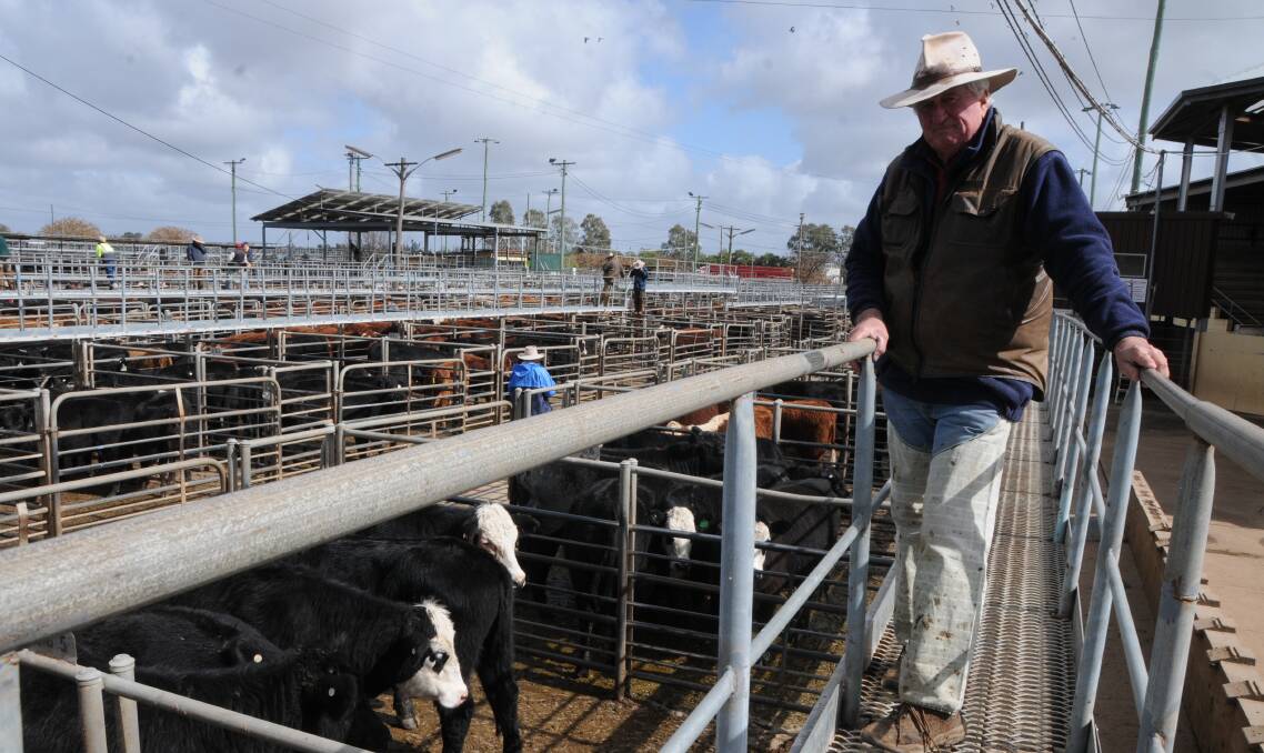 Stock chat: Local stock and station agent Bill Tatt discusses the latest industry news, including the drought ravaging Queensland and how the Australia Day public holiday will cause issues for marketing livestock. Photo: File