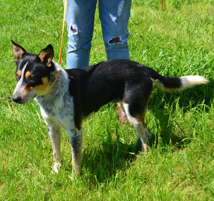 Adoption: Lucky is a one year old, male, Kelpie cross Cattle dog and he is looking for his forever home. Photo: Taylor Jurd