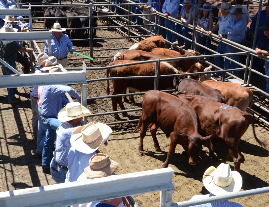Stock and property: For their Prime Cattle Sale on March 15, Dubbo agents drew for a staggering 8248 head, at the time of writing the column Bill Tatt said it would be fair to suggest a final tally in the range of 6500 to 7000 head. Photo: File. 
