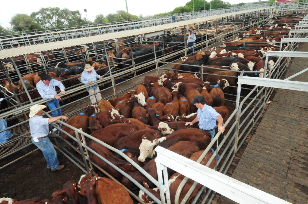  SALEYARDS: Agents drew 4200 head for the prime cattle sale at the upgraded Dubbo complex on Thursday, August 10. Photo: FILE.