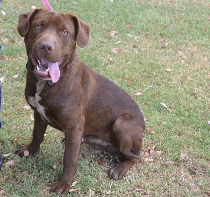 Pet of the week: Rusty the Chocolate Labrador cross Shar-Pei is in need of a loving family. Can you help? Photo: Taylor Jurd