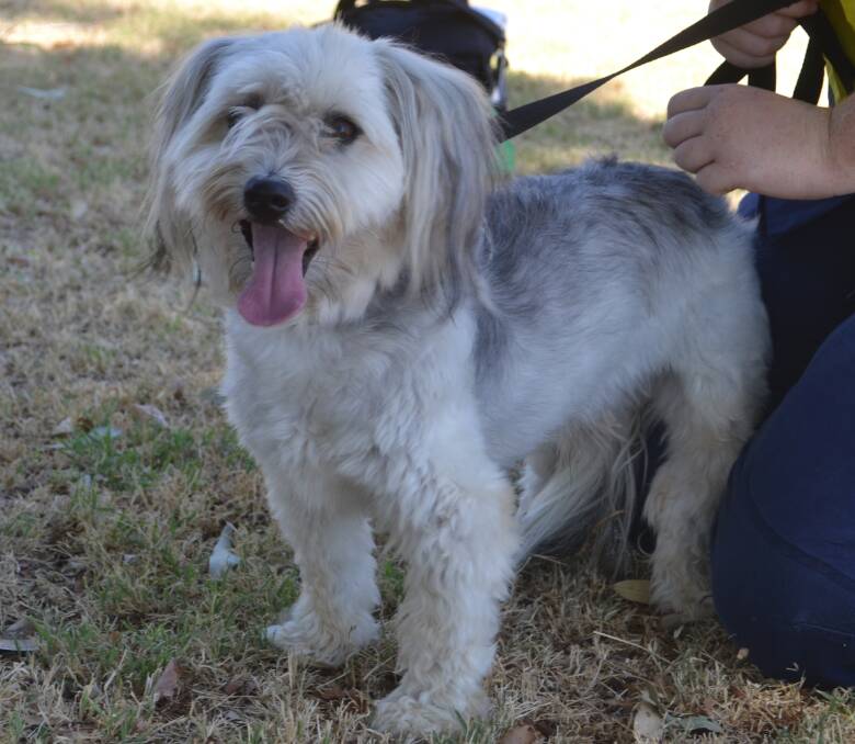 Pet of the week: The wonderful thing about Tigga's, is Tigga's are wonderful things! Can you help this four-year-old Maltese cross Terrier find a home? Photo: Taylor Jurd