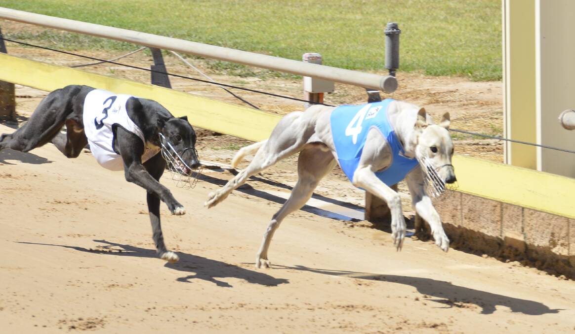 MISSED OUT: Son Of Zeus impressed in last week's heats at Dawson Park but finished at the tail of the field in Wednesday night's Dubbo To Wenty Final. Photo: BELINDA SOOLE