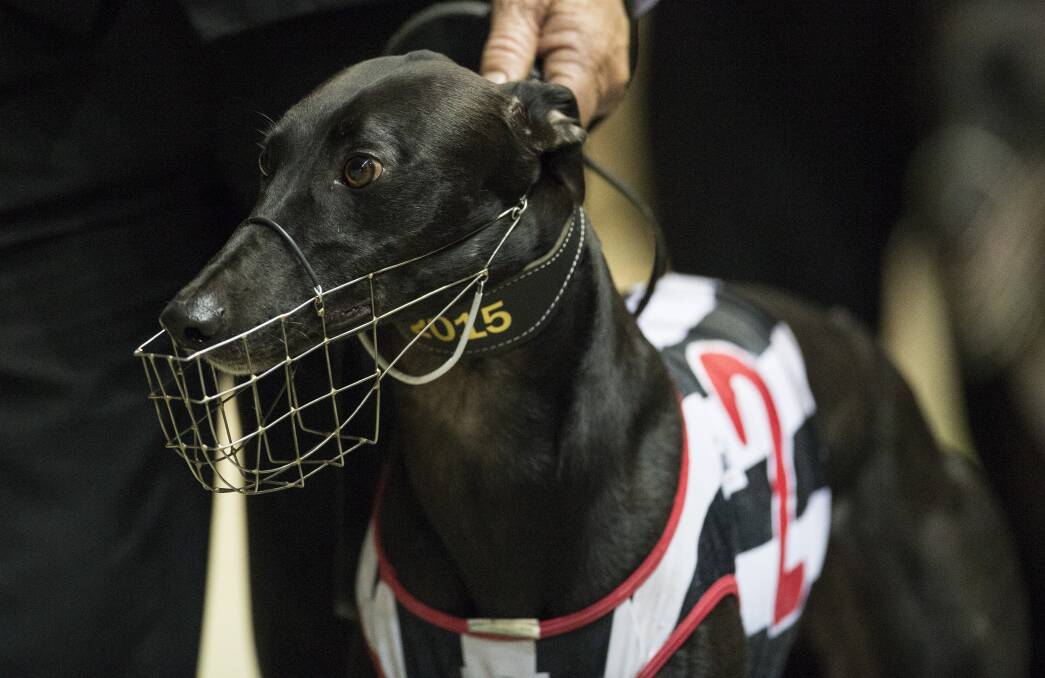 LEADING HOPE: Brad Hill Billy, trained at Forbes by Raymond Smith, shapes as the one to beat in Thursday's Mayor's Cup Final (516m). Photo: THEDOGS.COM.AU