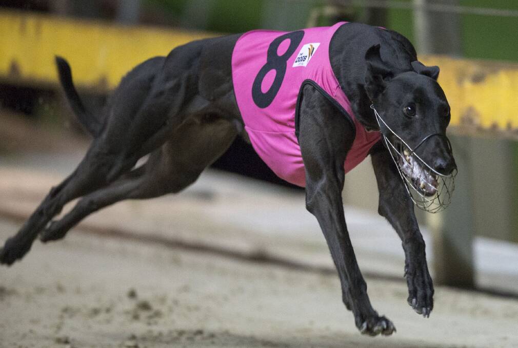 STAR: Falcon's Fury is the one to beat in Friday night's Dubbo Gold Cup. Photo: THEDOGS.COM.AU