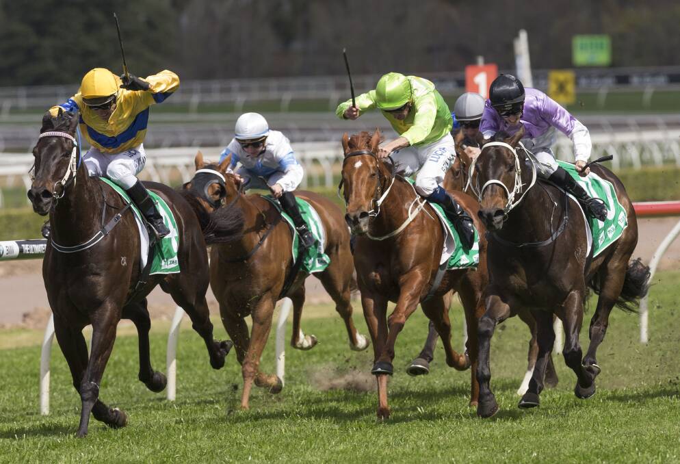 TALENT: Larlabrook, pictured winning at Royal Randwick two starts back, was one of 116 nominations for Monday's meeting at Wellington. Photo: AAP