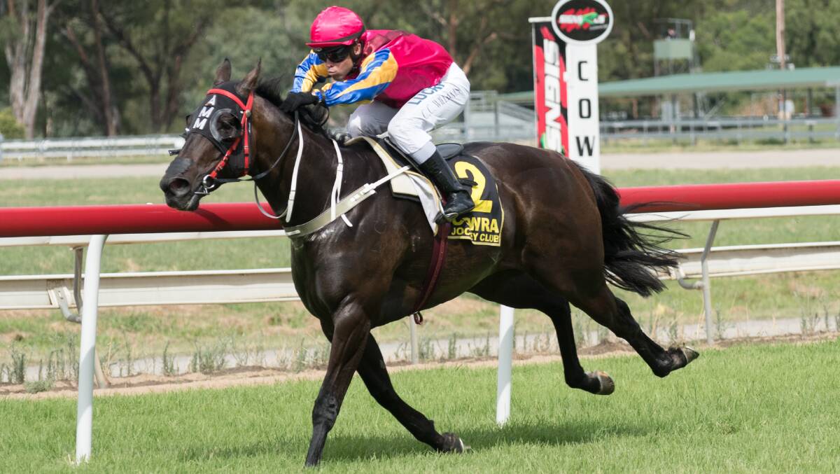 RETURN: Zarhron could return from an eight-month spell at Narromine on Monday after being nominated by trainer Andrew Molloy. Photo: PETER GUTHRIE