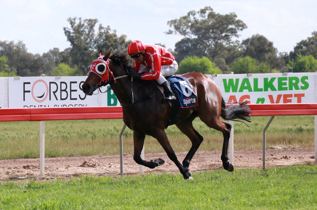 DEBUTANT: Prattler, pictured winning at Forbes recently, will be ridden by Justin Stanley's apprentice Ronald Simpson in what will be his maiden appearance in the saddle on Tuesday. Photo: FORBES ADVOCATE