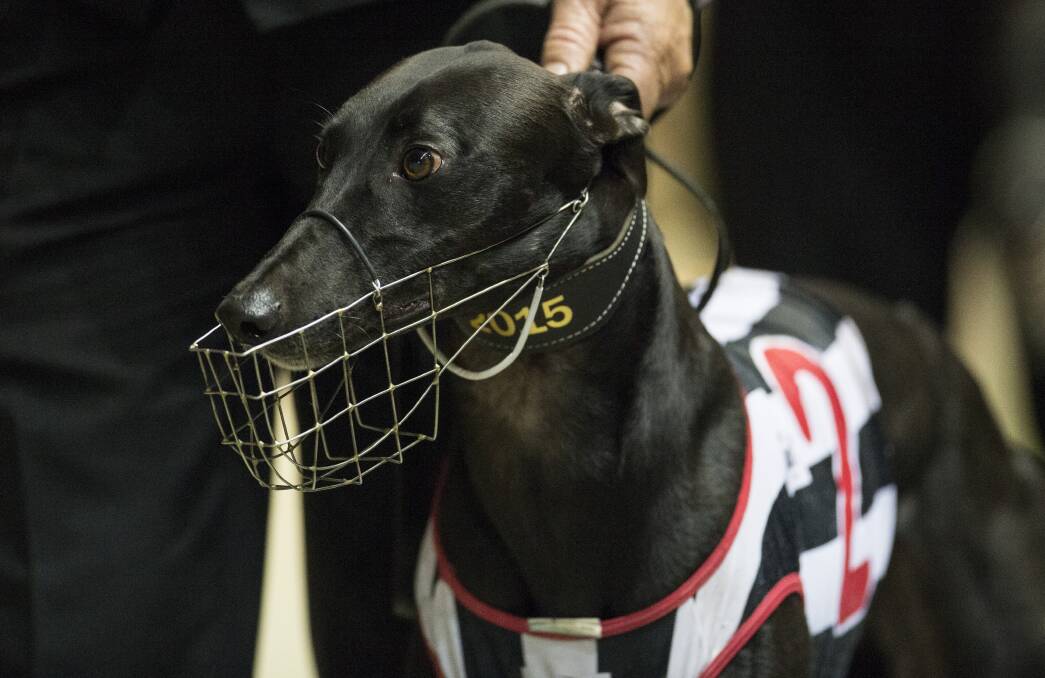 STAR RETURN: Raymond Smith's champion stayer Brad Hill Billy will be back at Dubbo's Dawson Park on Thursday. Photo: thedogs.com.au