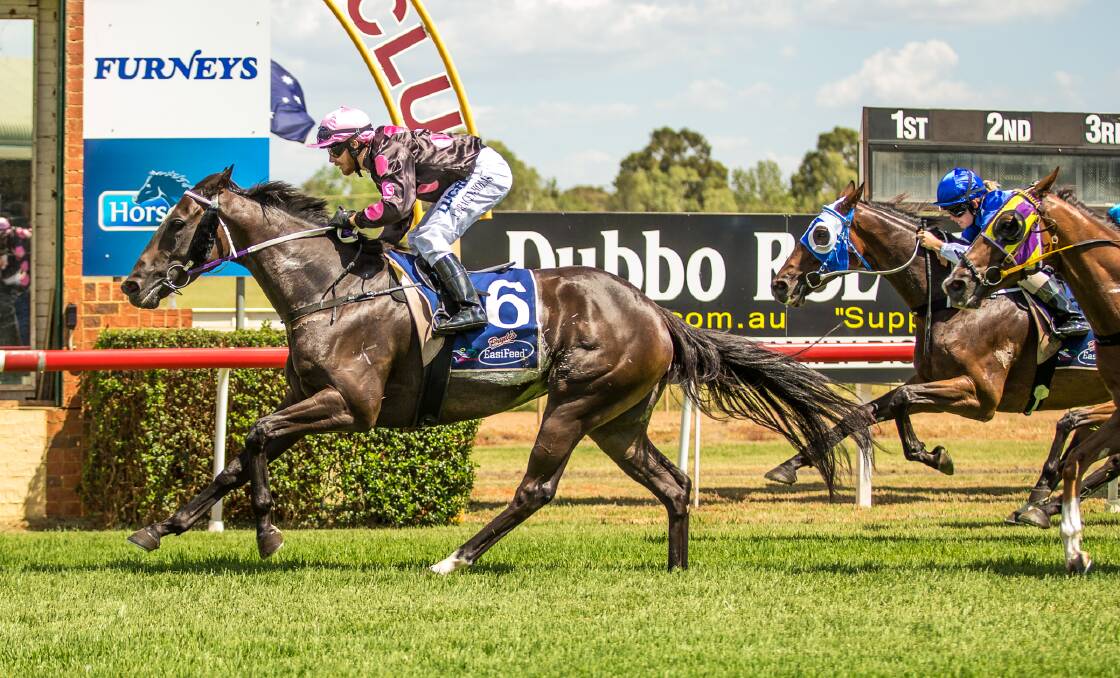 BACK AT IT: Spanish Fly returns to Dubbo Turf Club for the first time since a June 17 victory. Photo: JANIAN MCMILLAN (www.racingphotography.com.au)