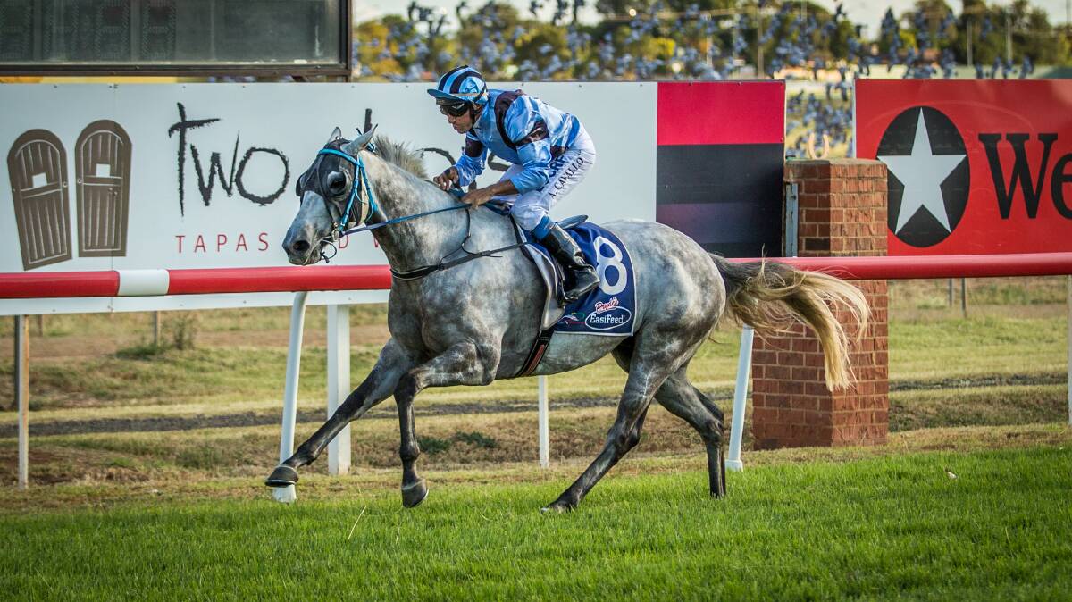 RACE: After taking part in the Country Championships last year, Iron Blue will contest  a Benchmark 60 event on Sunday. Photo: JANIAN MCMILLAN (www.racingphotography.com.au)