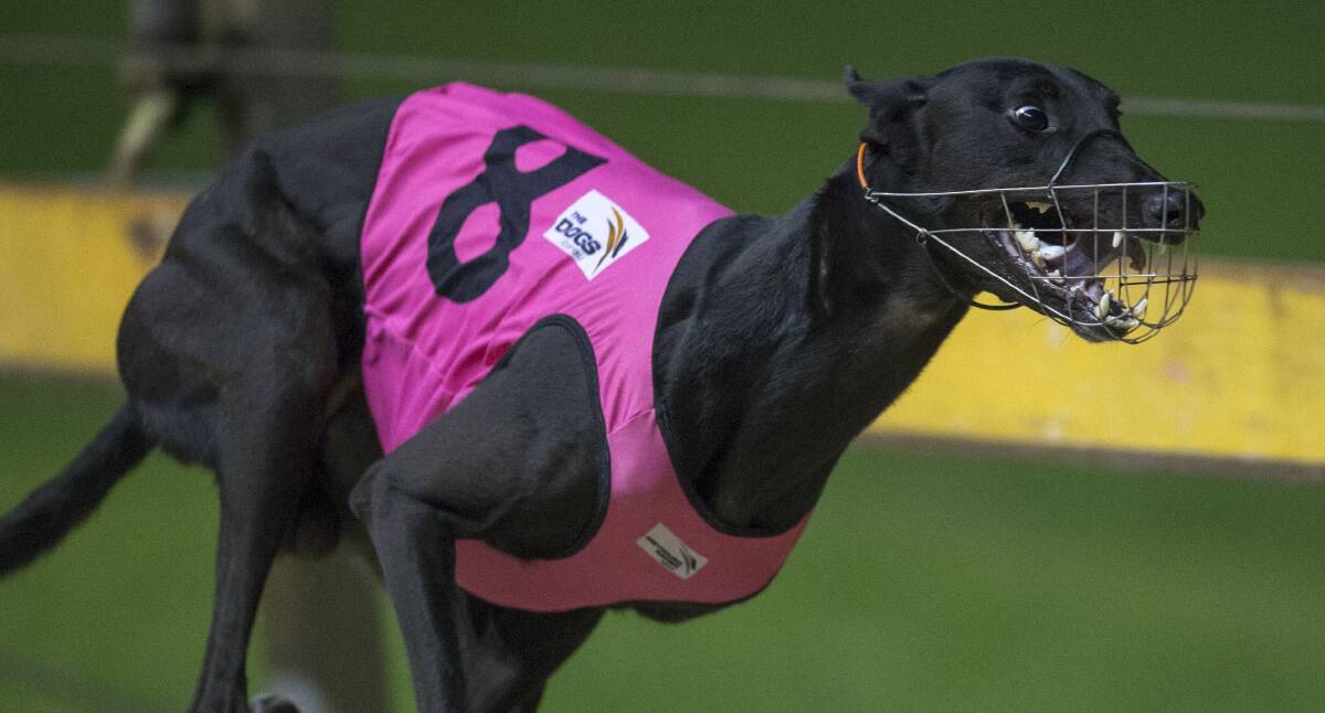 ONE TO BEAT: Falcon's Fury has enjoyed plenty of success at Dawson Park and will be out to add to his record on Friday night's Mayor's Cup Final. Photo: THEDOGS.COM.AU