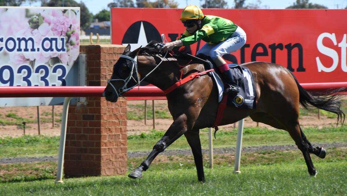 IN FORM: Attalea has scored two wins in his past four starts and is set to race at Warren on Friday afternoon. Photo: BELINDA SOOLE