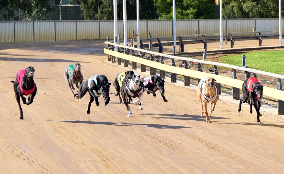 No more: Scenes like this won't be seen at Dubbo's Dawson Park from July of next year following the NSW Government's announcement on the future of greyhound racing. Photo: BELINDA SOOLE