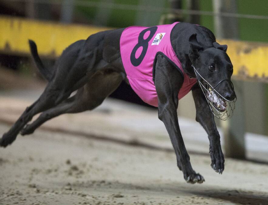 BACK AGAIN: Falcon's Fury has a tremendous strike rate at Dawson Park and will be in action at the Dubbo track again on Friday night. Photo: THEDOGS.COM.AU