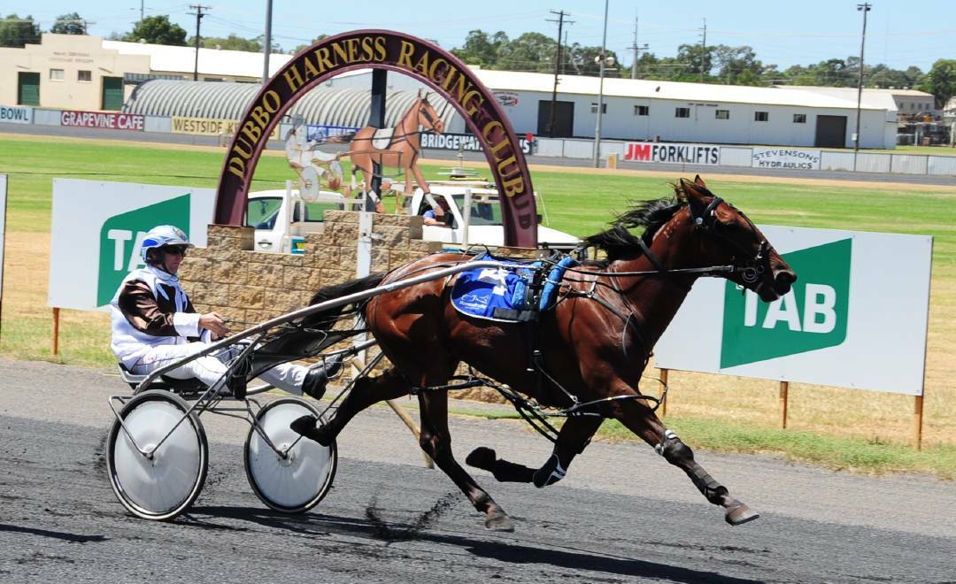 FINE FORM: Karloo Damajor will be going for his third straight win when he lines up at Dubbo on Wednesday. Photo: BELINDA SOOLE