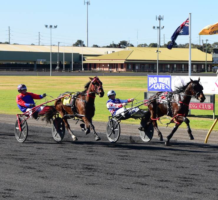 IN THE RUNNING: Bernie Hewitt's Allnight Mlady (right) is one of many set to line up in the heats of the Canola Cup. Photo: BELINDA SOOLE