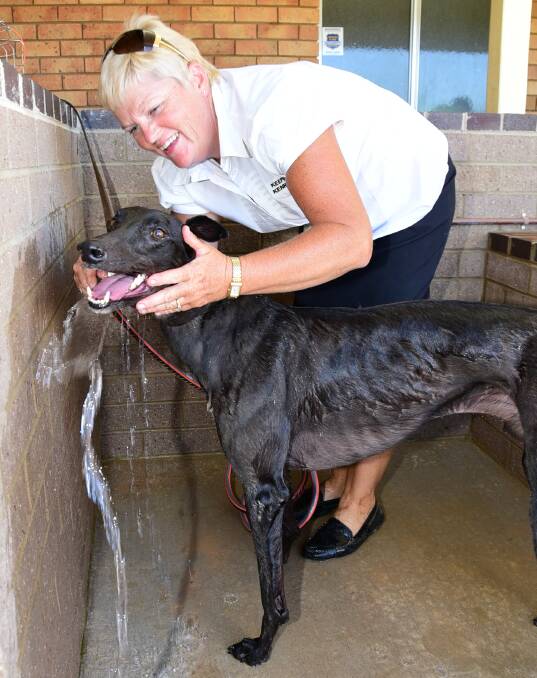 BACK AGAIN: Newly-crowned Dubbo Greyhound Racing Club Trainer of the Year Charmaine Roberts and Rodney Keeping will line up again at Dawson Park during Friday's 11-race meeting. Photo: BELINDA SOOLE