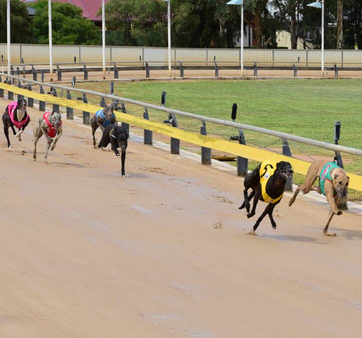 SHE'S BACK: Betty Sue Taro (yellow rug) will be out for career win number five when racing at Dawson Park on Friday. Photo: BELINDA SOOLE