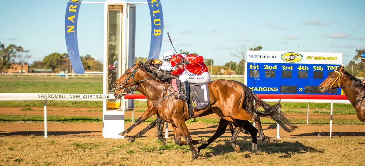 COMING IN NICELY: Coming In Hot is "spot on" heading into Sunday's race, according to trainer Justin Stanley. Photo: JANIAN MCMILLAN (www.racingphotography.com.au)