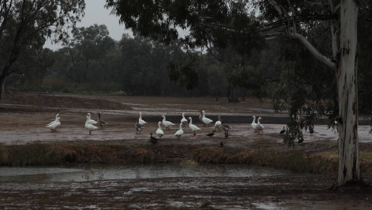 Ducks enjoy the rain as it falls on the Blackall golf course in western Queensland. Photo: Sally Cripps