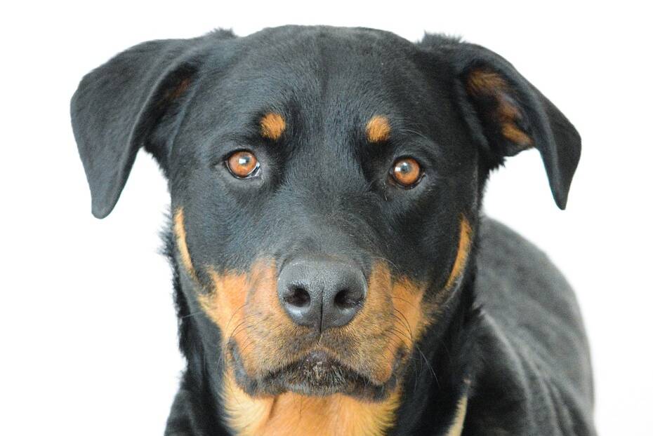 A Rottweiler, such as the one in the picture, attacked the girl. File pic.