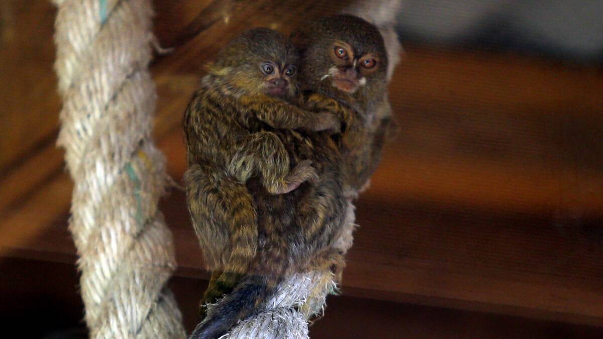 Pygmy Marmoset monkey Adora and her four-week-old sibling remain safe and well at the park, after their twins were stolen overnight Friday. Picture: Robert Peet