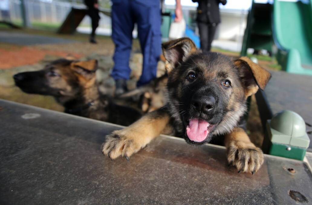 Too cute: The latest litter of NSW Police puppies. Picture: John Veage