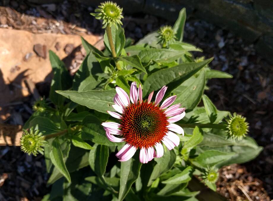 Echinacea purpurea: Commonly known as the purple cone flower has been used in medicines across the globe for centuries.