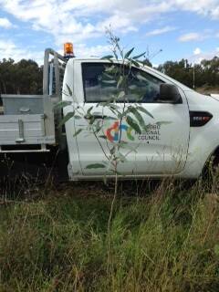 Long-stem plant: On National Tree Day at Dubbo earlier this year. Photo: CONTRIBUTED