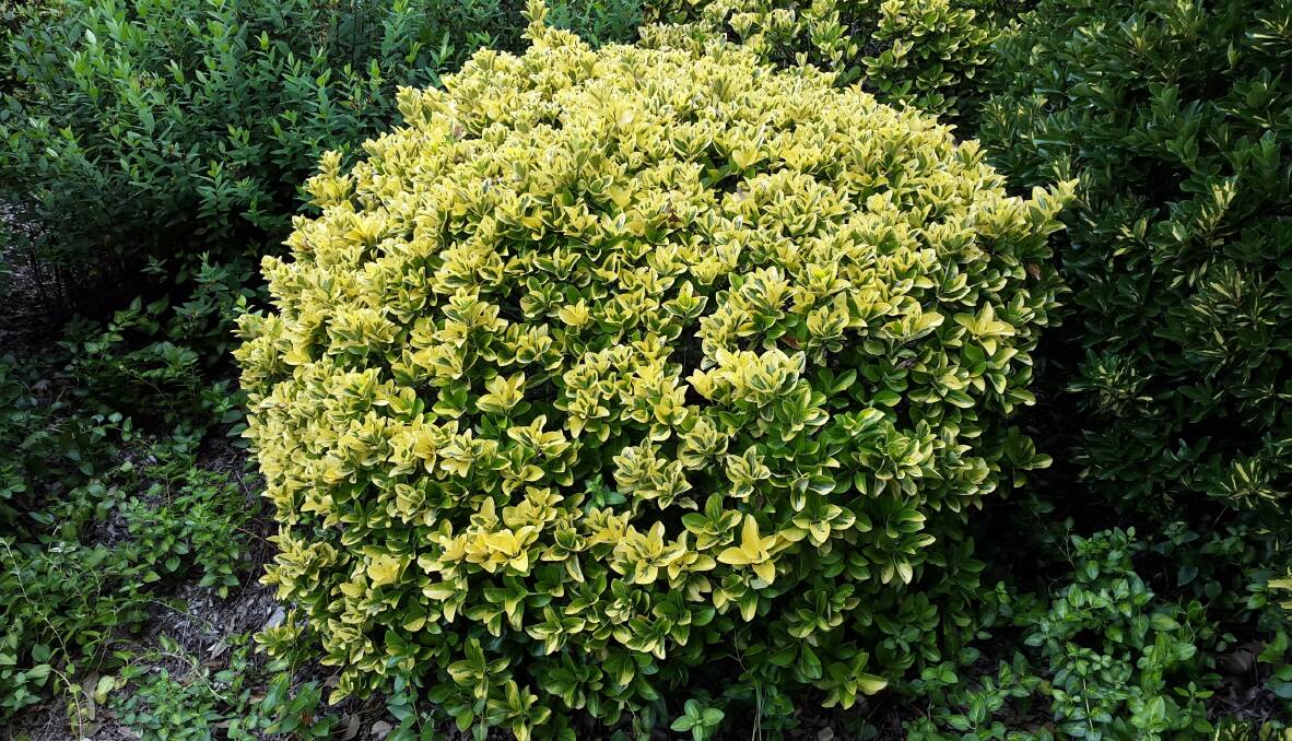 Japanese spindle: Euonymus japonicus is a species of flowering plant native to Japan, Korea and China. It is an evergreen shrub or small tree growing to 2-8 m tall.