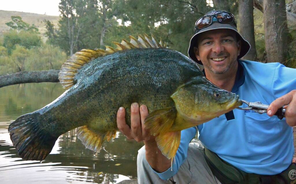 Rodney Price is hoping to see some monster yellowbelly caught in the Macquarie River at Bathurst for Gone Fishing Day on October 16.