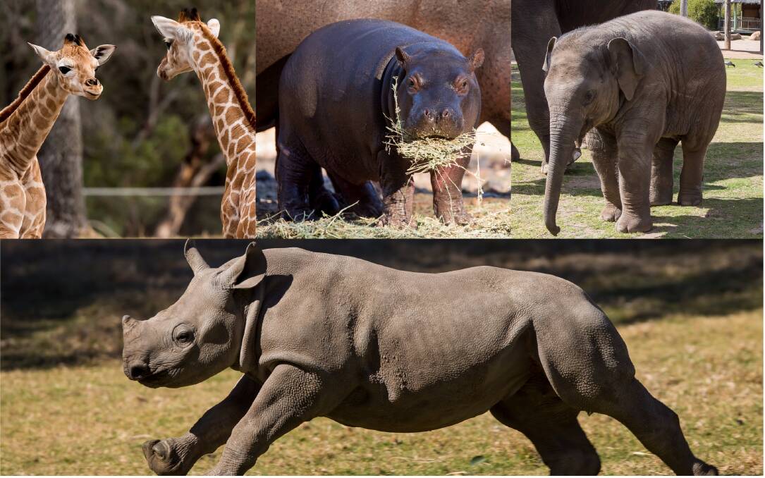ON SHOW: From new giraffe calves, to a rare black rhino calf and a hippo calf, there’s an abundance of baby animals for visitors to see these spring holidays. Photo: CONTRIBUTED