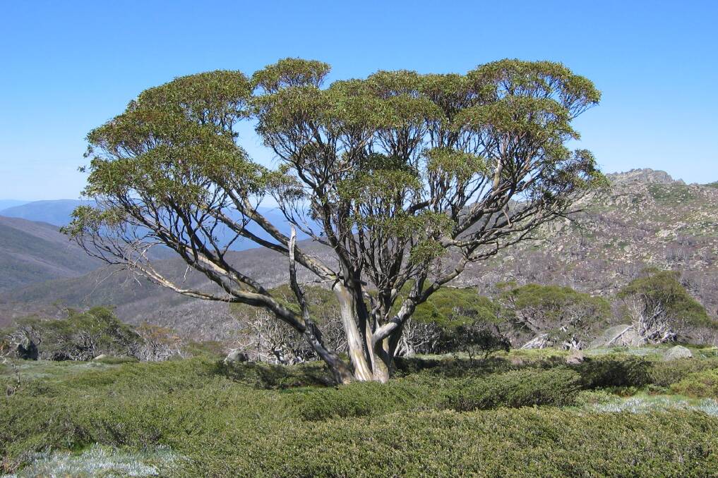  Snow Gum (Eucalyptus pauciflora) can grow to reach amazing heights of 35 metres. photo: CONTRIBUTED