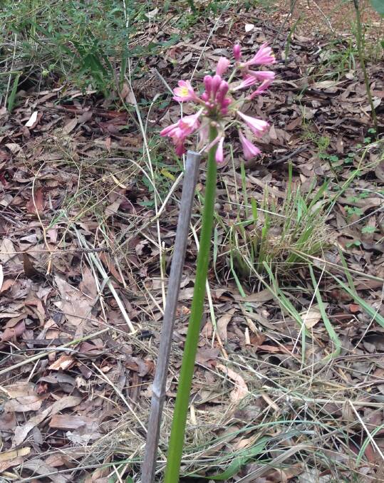 The garland lily also known by its botanical name, Calostemma purpureum, in biodiversity garden at Dubbo.