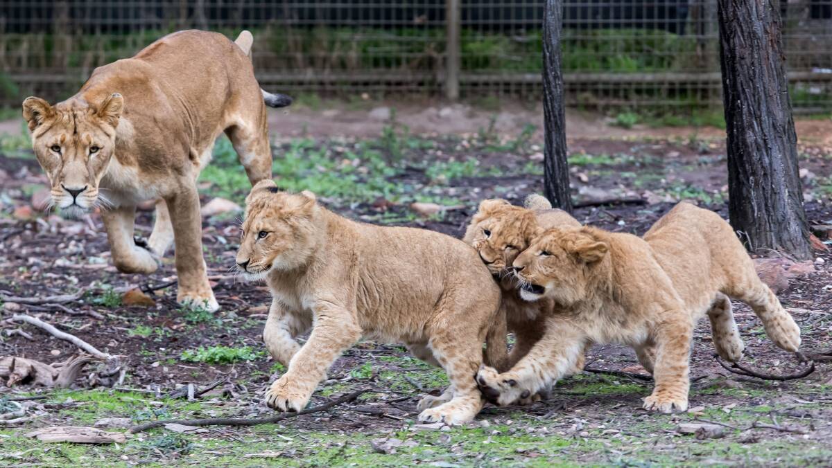 Taronga Western Plains Zoo's lion cubs are now eight months old and weight over 30kgs already. Photo: CONTRIBUTED