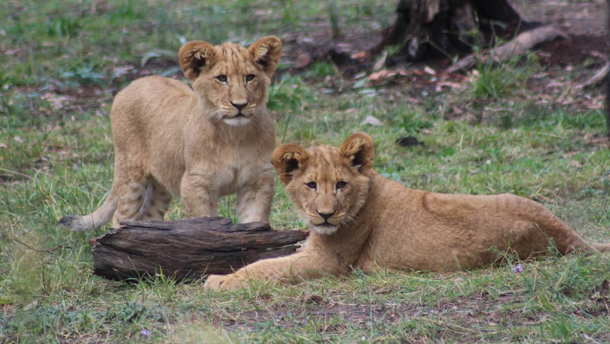 It’s been six months since Taronga Western Plains Zoo welcomed its second litter of lion cubs. The four cubs' diet has gradually increased to 2kg of meat each as they grow.