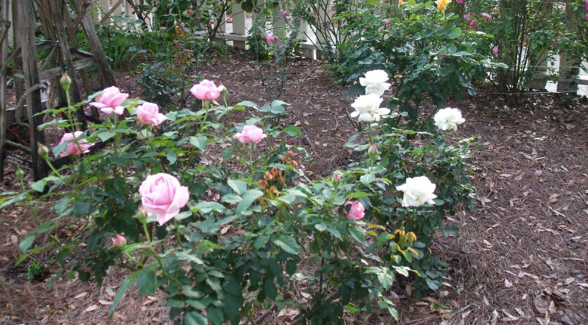 BIG SHOW: The miniature rose floribunda also know as China Doll puts on a spectacular show of colour when in full bloom. Photo: CONTRIBUTED