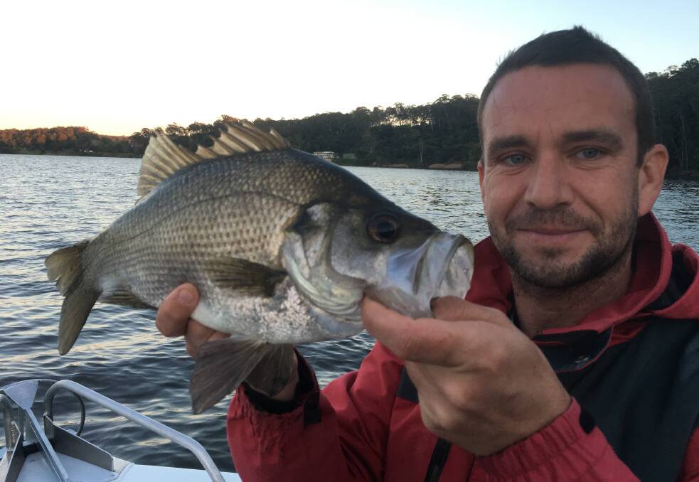 In a NSW first 20,000 estuary perch will be stocked in Brogo Dam over two years. Pictured is Phil Bolton with a large estuary perch.