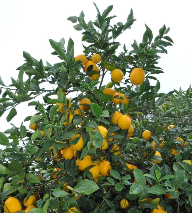 Tasty lemons: Sweeter than ‘Eureka’ or ‘Lisbon’ varieties. ‘Meyer’ is the hardiest type, tolerant of cold weather, having a smooth, thin skin.