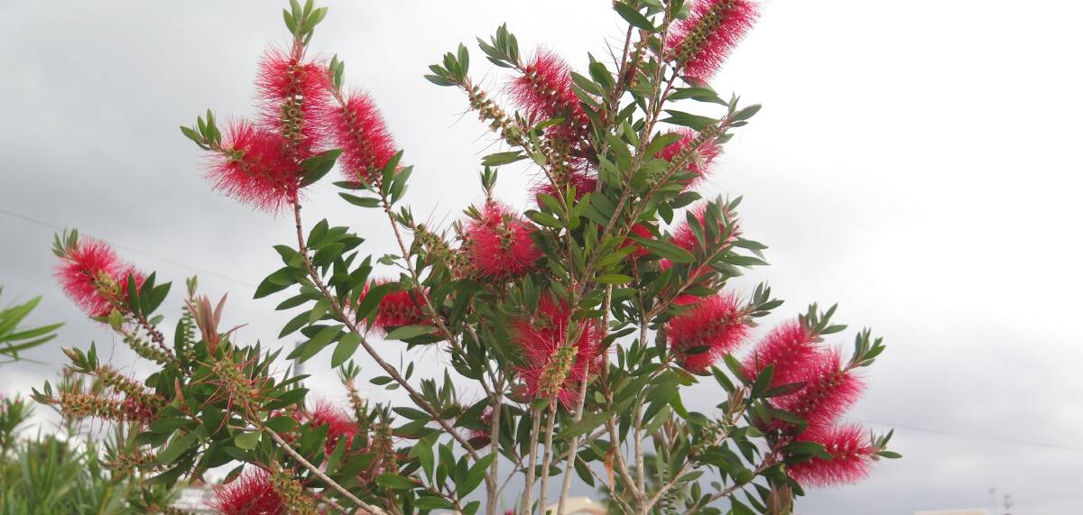 Pioneer species: Are spread by birds or hang about as dormant seed in the soil. One such plant is the bottlebrushes.