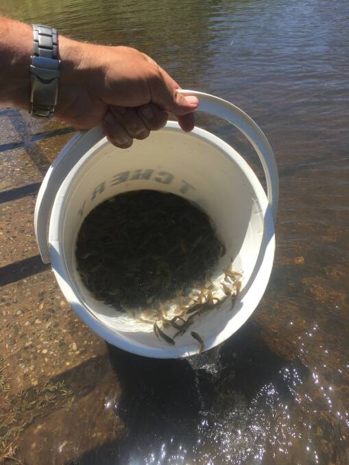 HAPPY DAYS: Following a release of 100,000 cod into Burrendong, a further 120,000 native fish are tabled for release into the local lake.