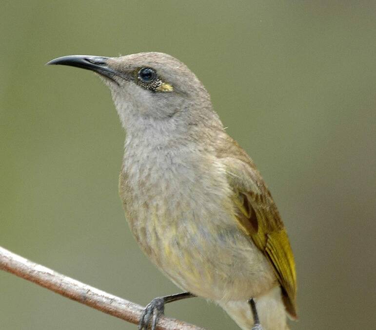 This world would just not be the same without the song of many birds such as the Brown Honeyeater (Lichmera indistincta). Photo: CONTIBUTED