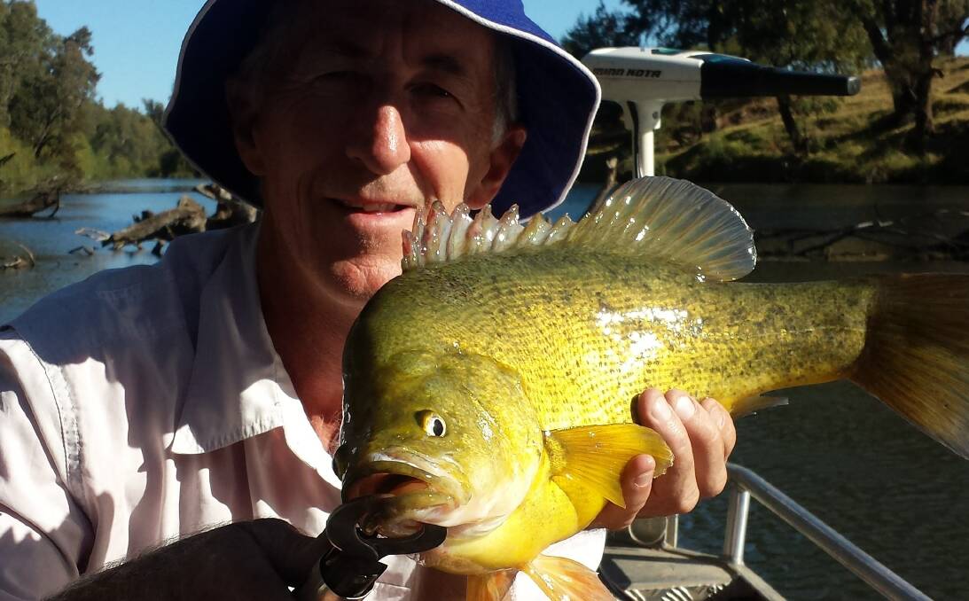 Golden perch breeding is set to boom off the back of environmental flows down the Macquarie River. Pictured is Dubbo fisher Wayne Gilbert. 