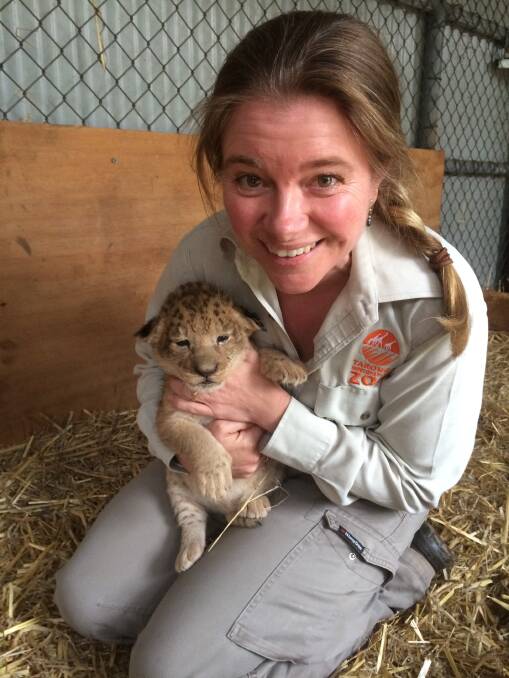 Taronga Western Plains Zoo veterinarian Michelle Campbell with a two-week-old Lion cub having his first vet check. This cub is one of four male cubs born in November 2016. Photo: CONTRIBUTED