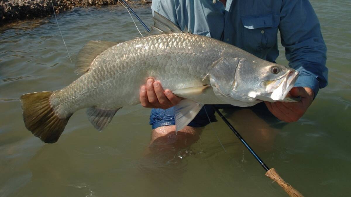 A natural warm-water aquifer has ensured that it is not the end of the road for Victoria’s Barramundi fishery in the Hazelwood Pondage.